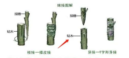 行業(yè)洞察 | 被忌憚的“私域流量”，中國(guó)亞馬遜賣家的“品牌軟骨癥”